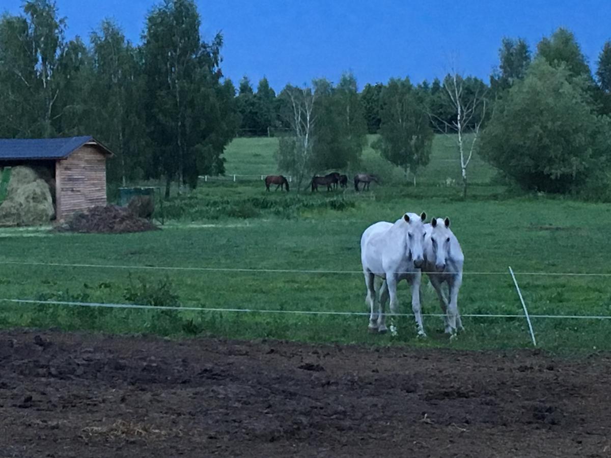 Stajnia Sarnowek Nad Jeziorem Rozany Rozajny Wielkie ภายนอก รูปภาพ